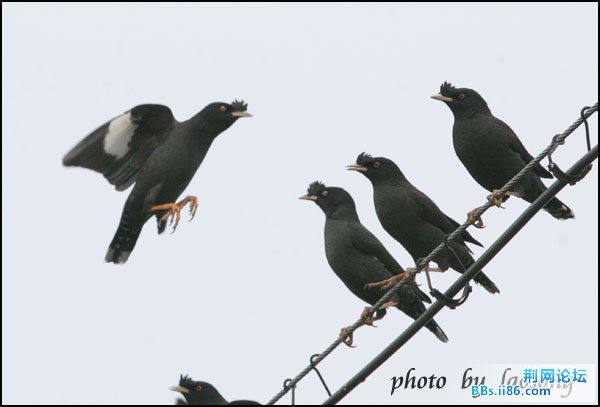 0238－0829 八哥.jpg