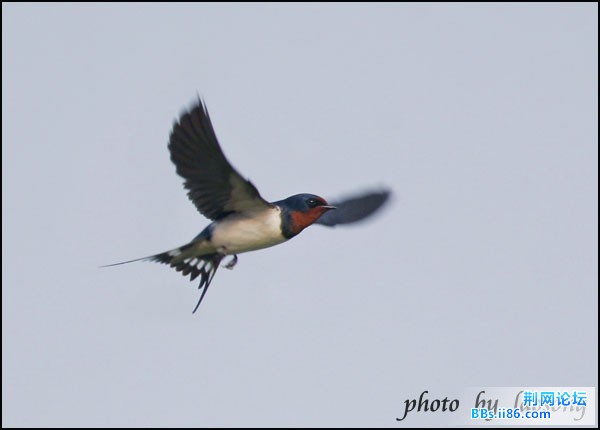 0246-0882 家燕.jpg