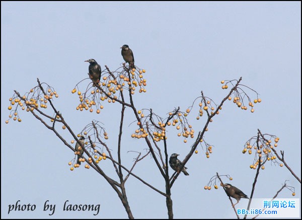 0236－0821 灰椋鸟.jpg