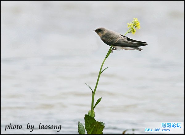 0245-0878 崖沙燕.jpg