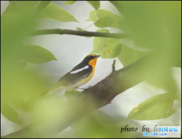 0223－0734 黄眉[姬]鹟.jpg