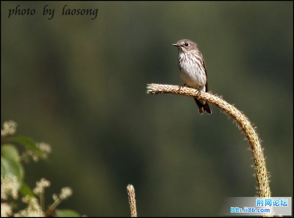 0219－0728 灰纹鹟.jpg