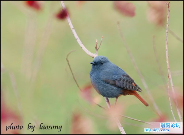 0230－0791 红尾水鸲.jpg