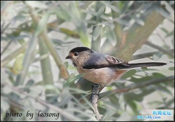 0243-0872 银喉[长尾]山雀2.jpg