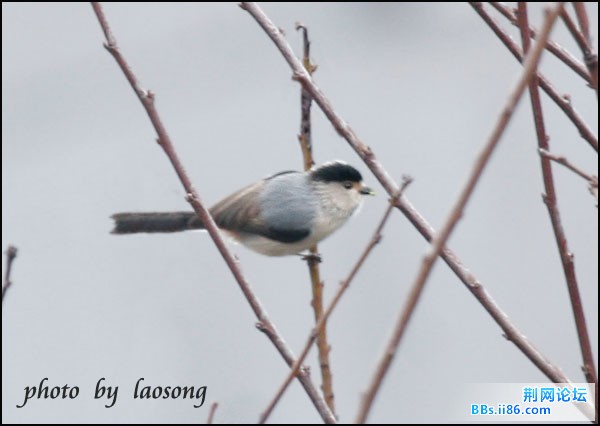 0242－0872 银喉[长尾]山雀.jpg