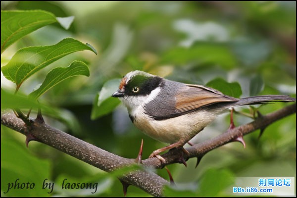 0244-0873 红头[长尾]山雀.jpg