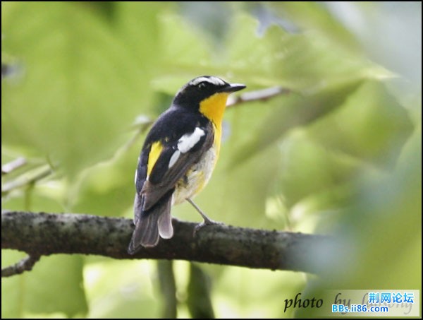 0222－0733 白眉[姬]鹟.jpg