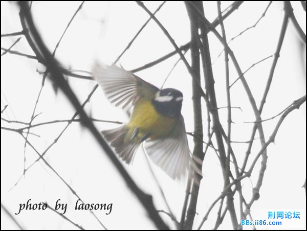 0239－0860 黄腹山雀.jpg