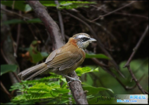 0280－1059 棕颈钩嘴鹛.jpg