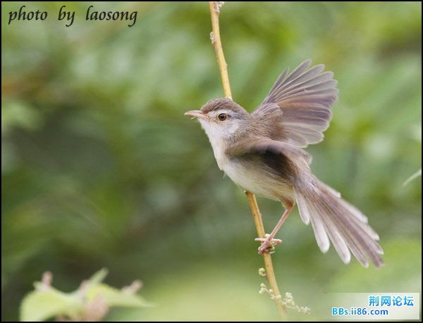 0258－0922 褐头鹪莺.jpg