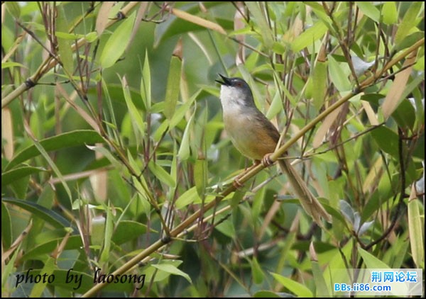 0257-0921 黄腹鹪莺.jpg