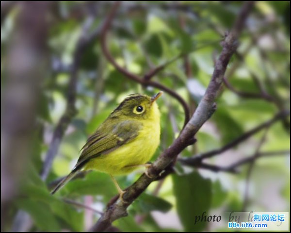 0273－1004 白眶鹟莺.jpg