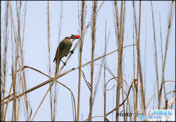 0251-0898 白头鹎.jpg