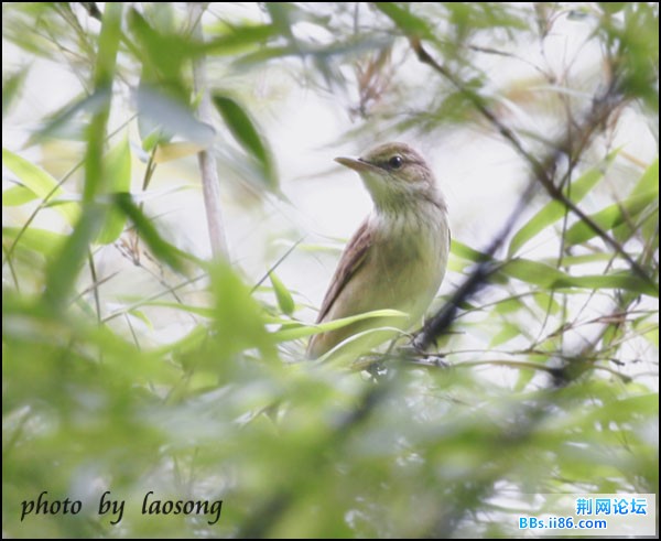 0264－0961 东方大苇莺.jpg