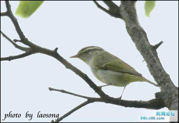 0271－0995 冕柳莺.jpg