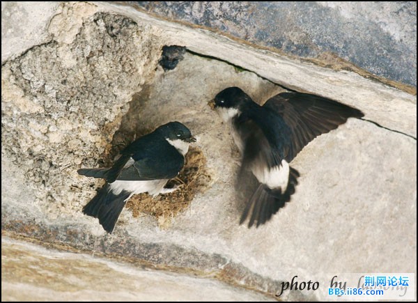 0248-0887 烟腹毛脚燕.jpg