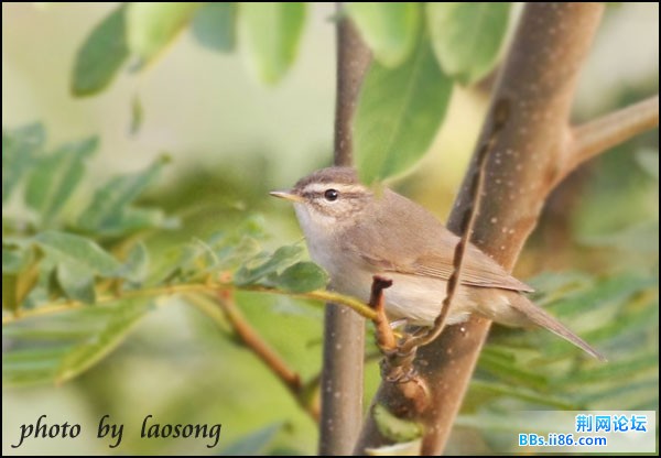 0265－0975 褐柳莺.jpg