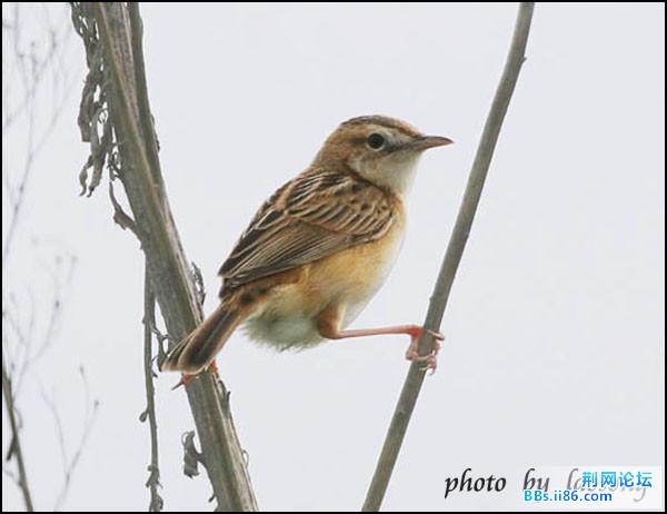 0255-0913 棕扇尾莺.jpg