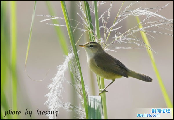 0263－0954 黑眉苇莺.jpg