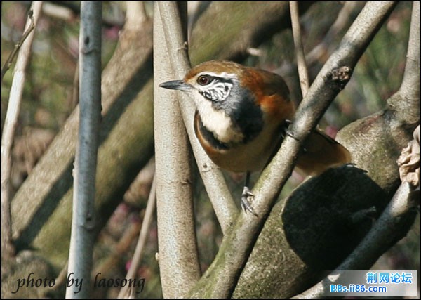 0277－1017 黑领噪鹛.jpg