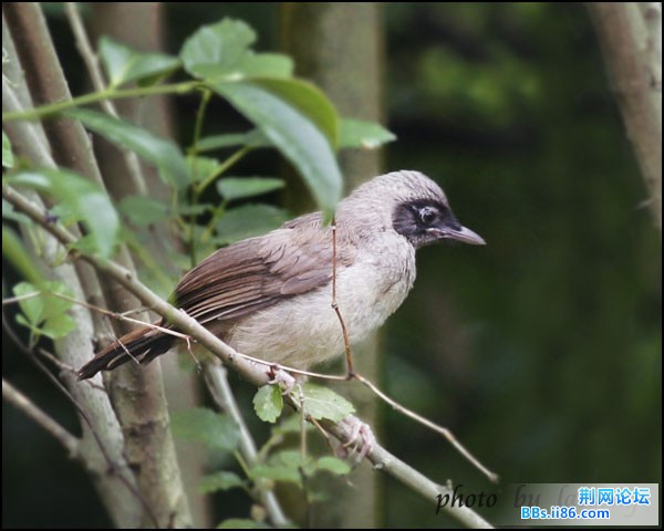 0276－1013 黑脸噪鹛.jpg