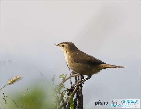 0262－0954 黑眉苇莺.jpg