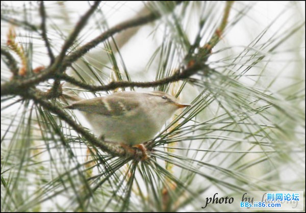 0270－0992 双斑绿柳莺.jpg