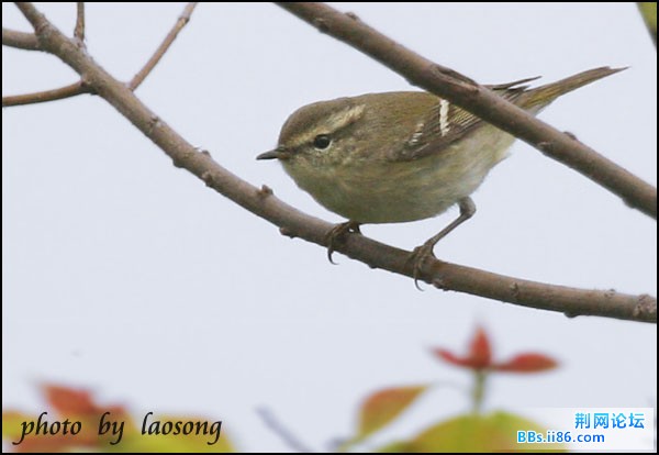 0268－0988 黄眉柳莺.jpg