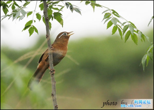 0278－1036 画眉.jpg