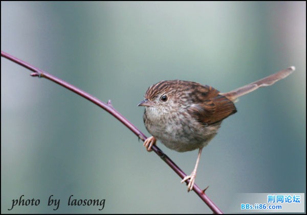 0256-0916 山鹪莺.jpg