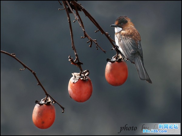 0252-0910 栗背短脚鹎.jpg