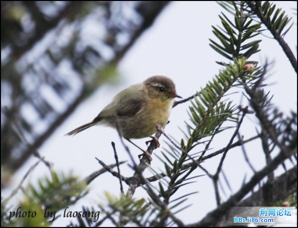 0266－0978 棕腹柳莺.jpg