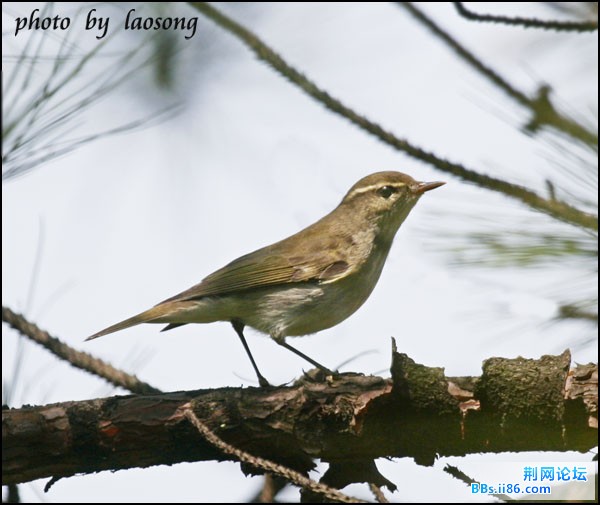 0269－0990 极北柳莺.jpg