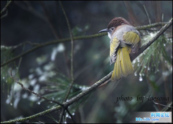 0253-0911 绿翅短脚鹎.jpg