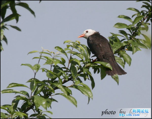 0254-0912 黑[短脚]鹎.jpg