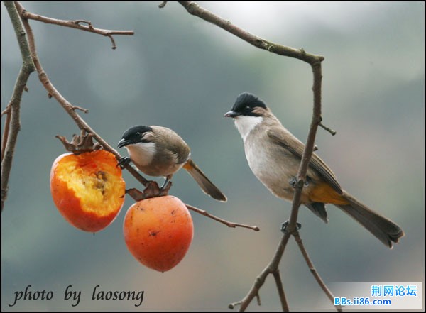 0250-0897 黄臀鹎.jpg