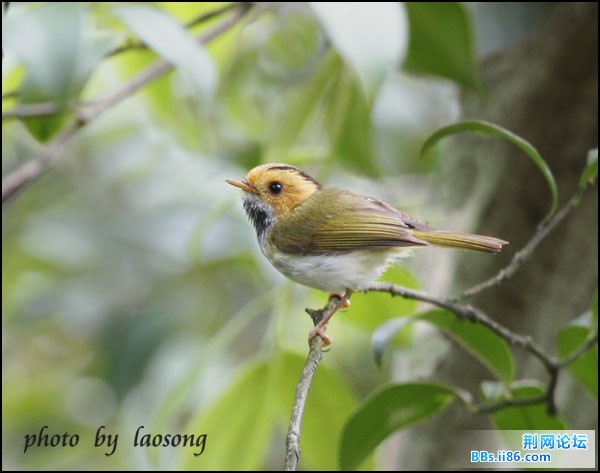 0275－1008 棕脸鹟莺.jpg