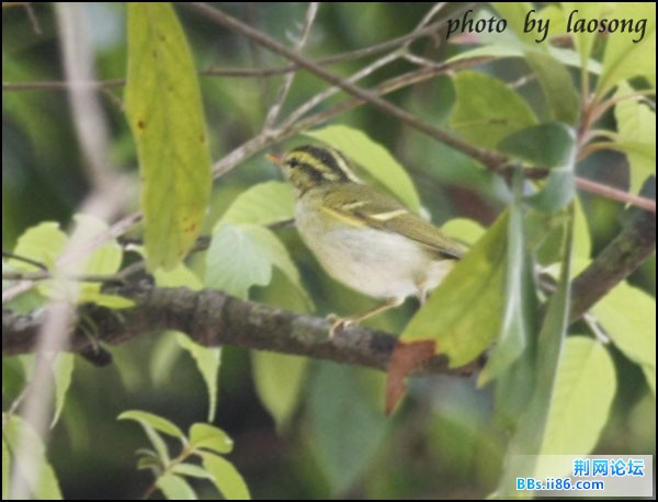 0272－0997 冠纹柳莺.jpg