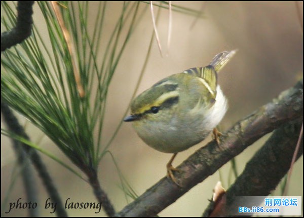 0267－0984 黄腰柳莺.jpg