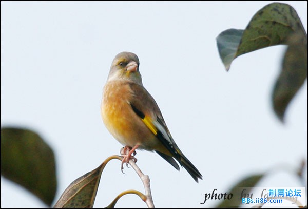 0307－1246 金翅雀.jpg