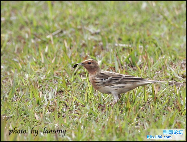 0301－1221 红喉鹨.jpg