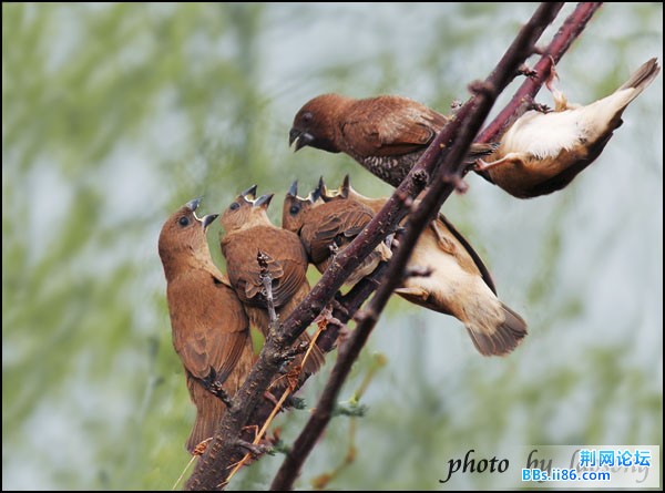0305－1240 斑文鸟.jpg