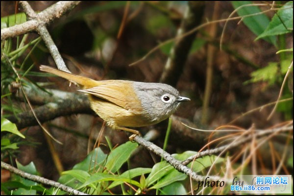 0284－1118 灰眶雀鹛.jpg