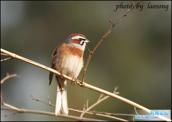 0312－1307 三道眉草鹀.jpg