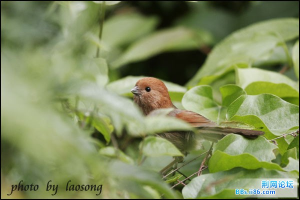 0287－1154 棕头鸦雀.jpg