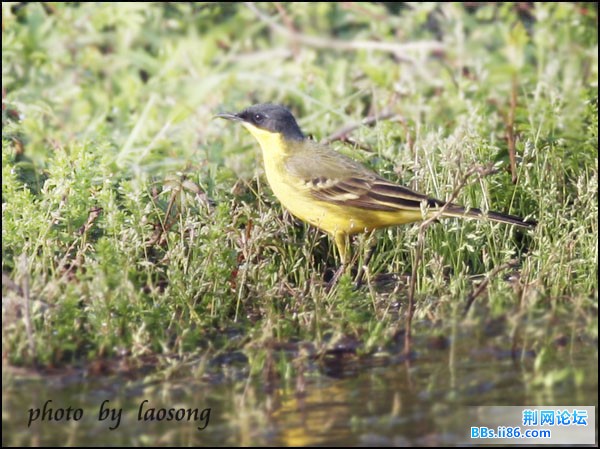 0295－1211 黄鹡鸰 东北亚种.jpg