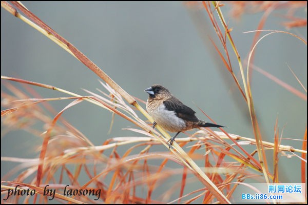 0304－1239 白腰文鸟.jpg