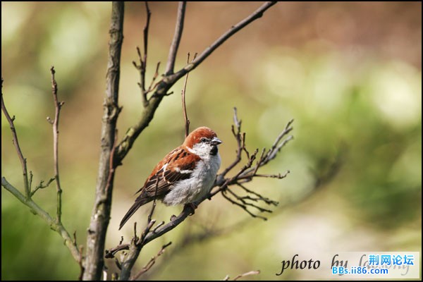 0291－1197 山麻雀.jpg