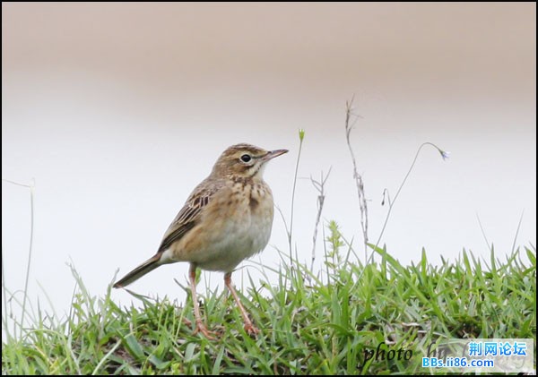 0302－1223 水鹨.jpg