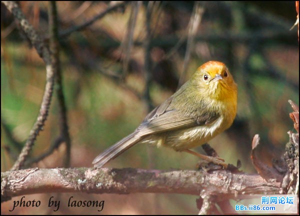 0281－1076 红头穗鹛.jpg